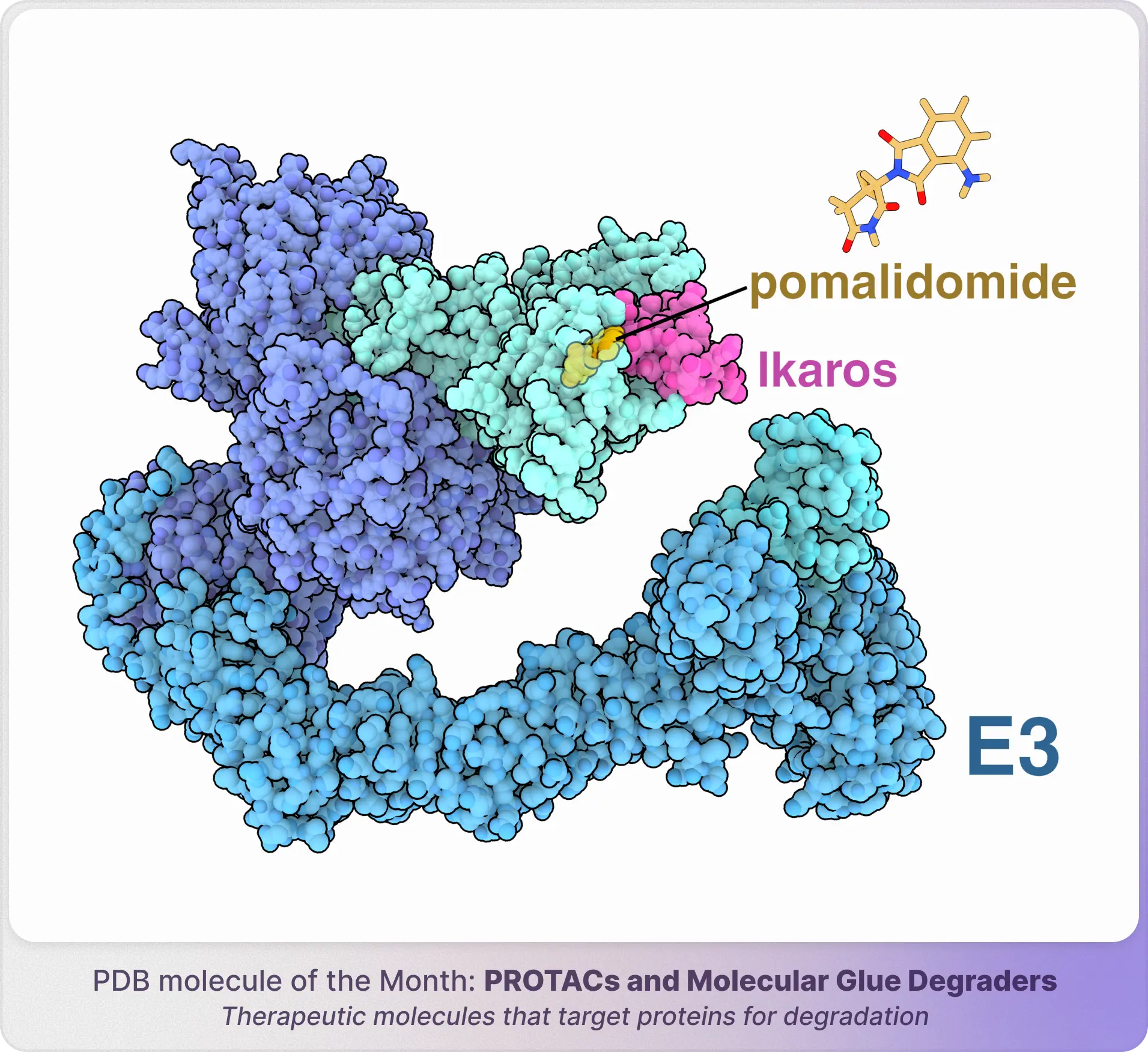 PDB Molecule of the Month: PROTACs and Molecular Glue Degraders — pomalidomide bridging Ikaros and an E3 ligase